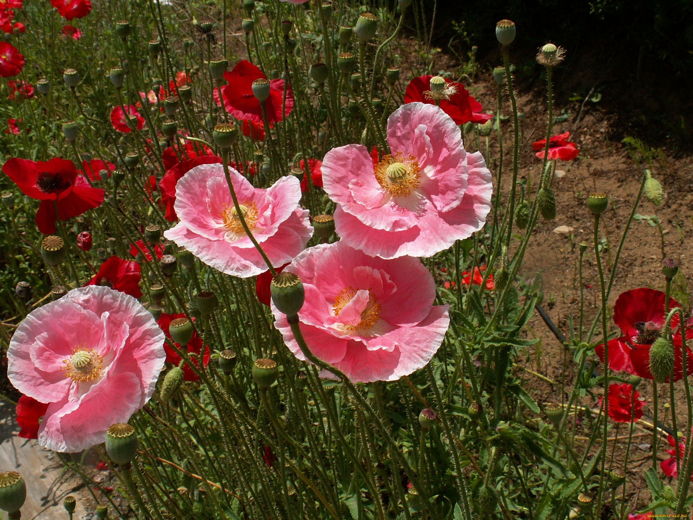 Мак измененный. Мак однолетний. Мак однолетний махровый. Мак однолетний фото. Papaver or. 'Eye Catcher'.